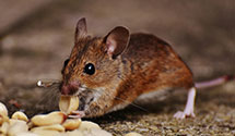 24 Hour & Emergency Exterminators in Ventnor, NJ